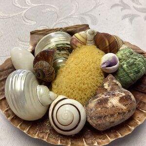 Beach Basket assorted sea Shells just awesome for a gift idea or display